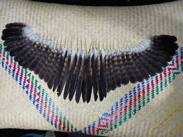 Set de 38 plumas de ala de águila Harris, 33-17 centímetros - Imagen 4