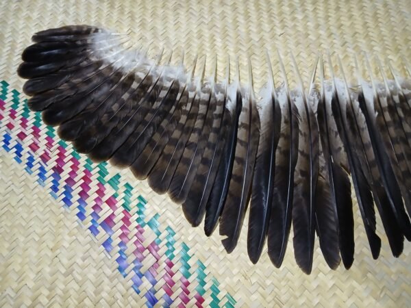 Set de 38 plumas de ala de águila Harris, 33-17 centímetros - Imagen 5