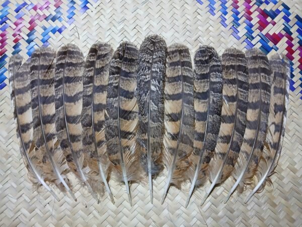 Virginian owl tail feathers, 23.5-22 centimeters.