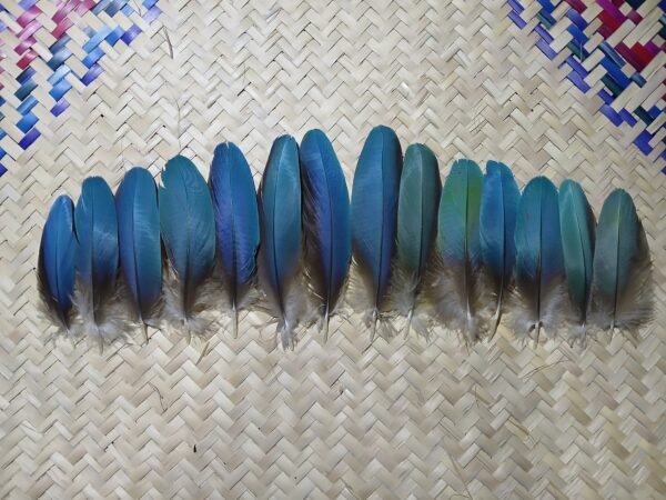 14 Plumas azules pequeñas de guacamaya, 13-10 centimetros.
