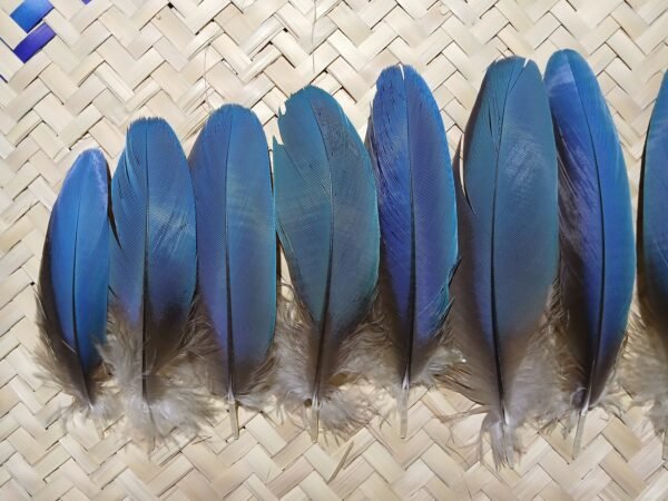14 Plumas azules pequeñas de guacamaya, 13-10 centimetros. - Imagen 5