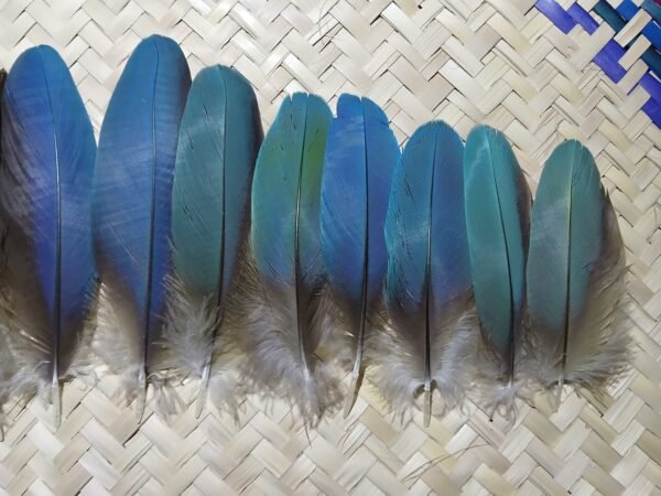 14 Plumas azules pequeñas de guacamaya, 13-10 centimetros. - Imagen 6