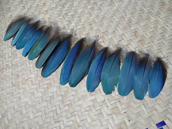 14 Plumas azules pequeñas de guacamaya, 13-10 centimetros. - Imagen 7