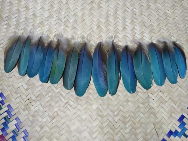 14 Plumas azules pequeñas de guacamaya, 13-10 centimetros. - Imagen 8
