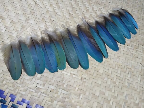14 Plumas azules pequeñas de guacamaya, 13-10 centimetros. - Imagen 11