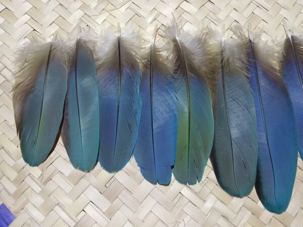14 Plumas azules pequeñas de guacamaya, 13-10 centimetros. - Imagen 9