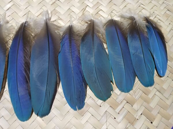 14 Plumas azules pequeñas de guacamaya, 13-10 centimetros. - Imagen 10