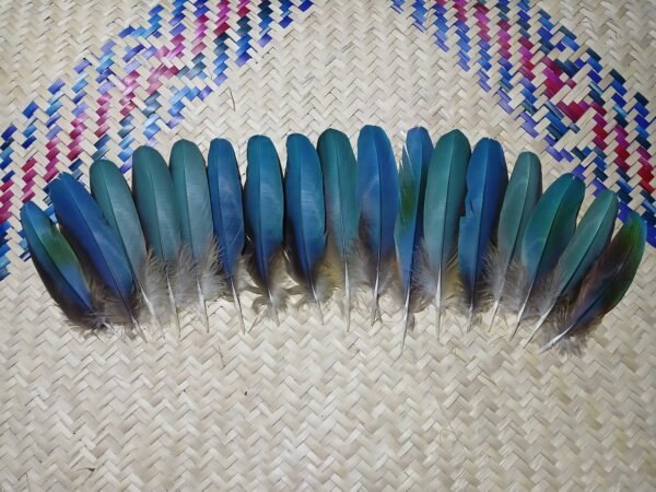 17 Blue macaw feathers, 18-14 centimeters